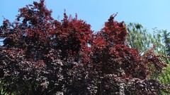 Prunus