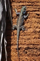 Acanthocercus atricollis