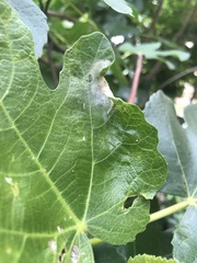 Choreutis nemorana