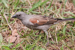 Parrot-Billed Sparrow photo 2