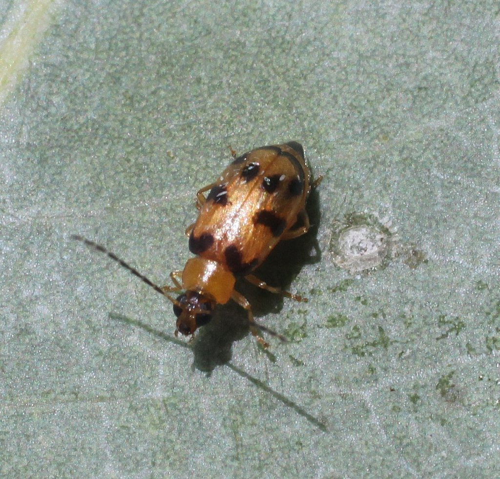 Monolepta variegata