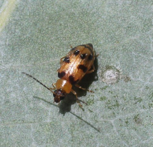 Monolepta variegata · iNaturalist
