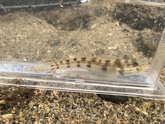 Valenciennea longipinnis