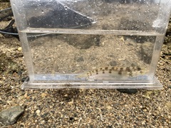 Valenciennea longipinnis