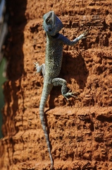 Acanthocercus atricollis