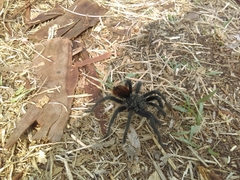 Dugesiella anitahoffmannae
