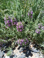 Thymbra spicata