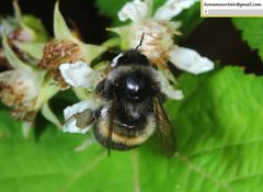 Bombus ganjsuensis