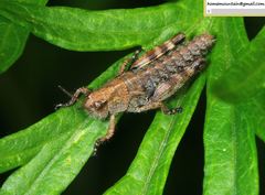 Ognevia longipennis