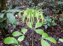 Euadenia eminens