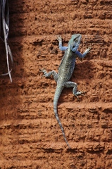 Acanthocercus atricollis