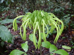 Euadenia eminens