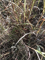 Themeda
