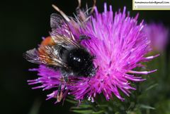 Bombus pyrosoma