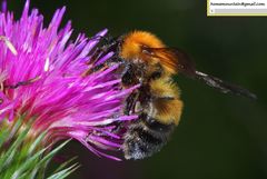Bombus opulentus