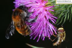 Bombus hedini