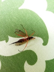Tanyptera atrata
