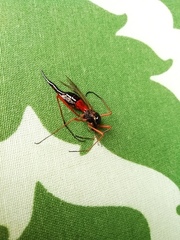Tanyptera atrata