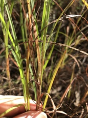 Themeda