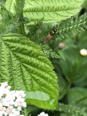 Chloromyia