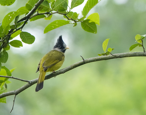Finkenbülbül (Spizixos canifrons)