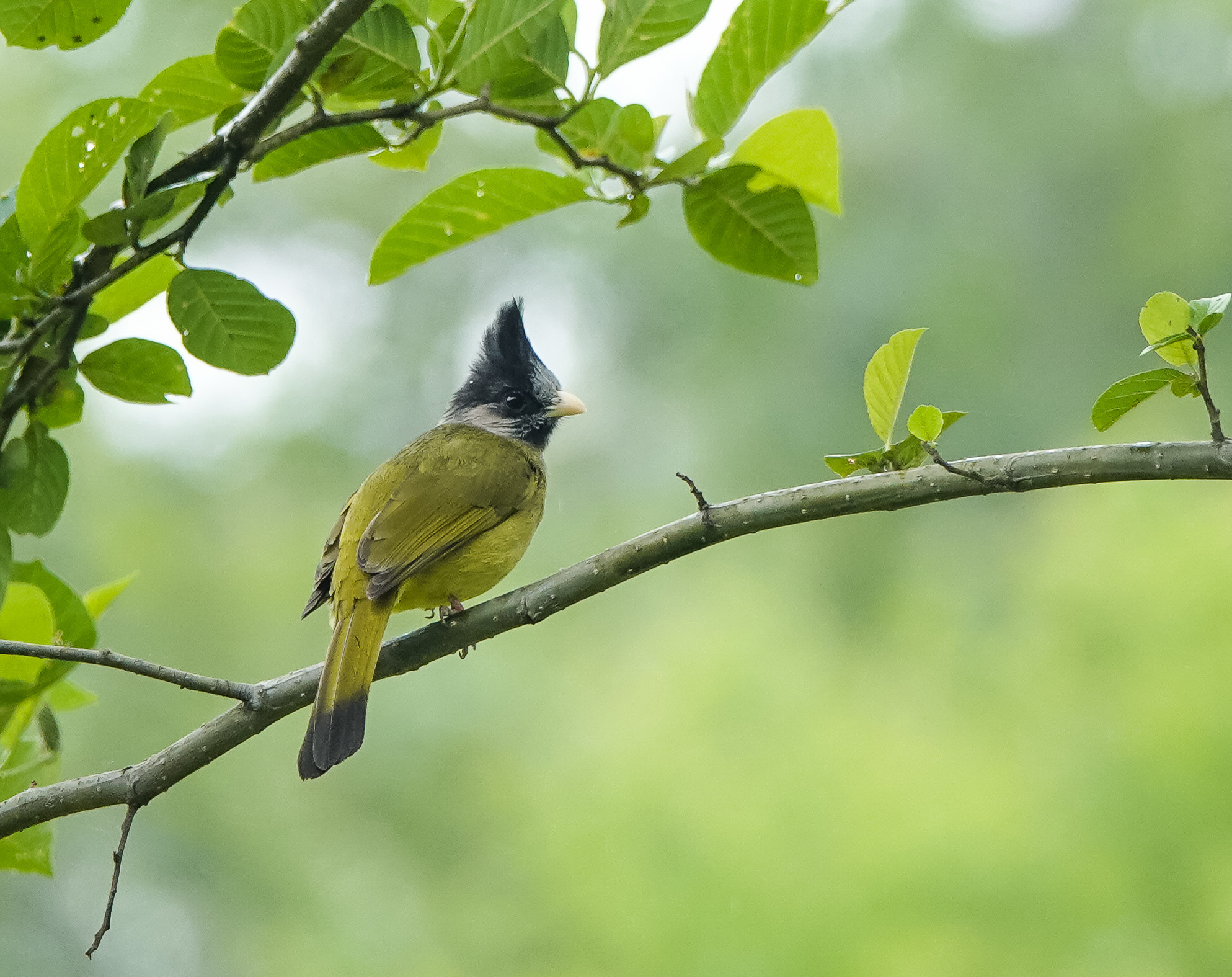 Crested Finchbill illustration