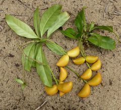 Voacanga bracteata