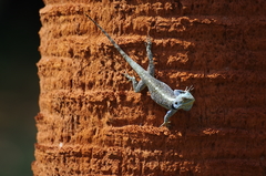 Acanthocercus atricollis