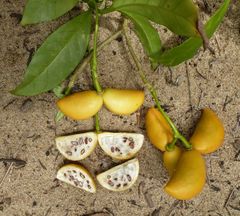 Voacanga bracteata