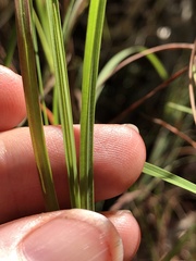 Themeda