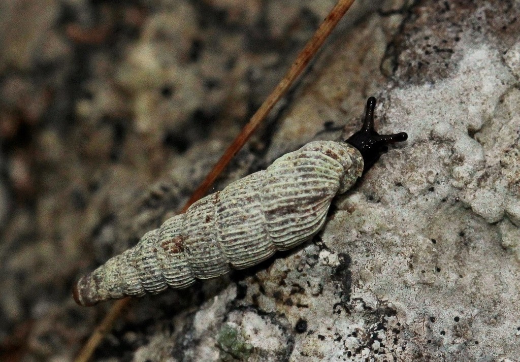 Micropontica caucasica