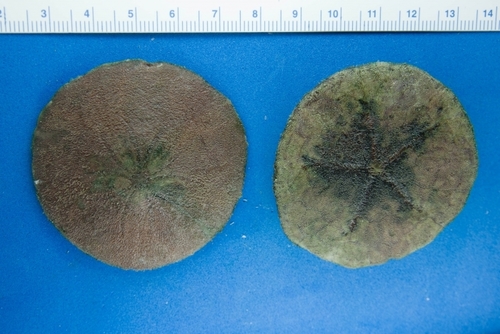 Common Sand Dollar (North Atlantic Echinoderms) · iNaturalist