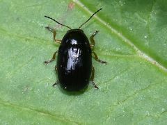 Cryptocephalus ocellatus