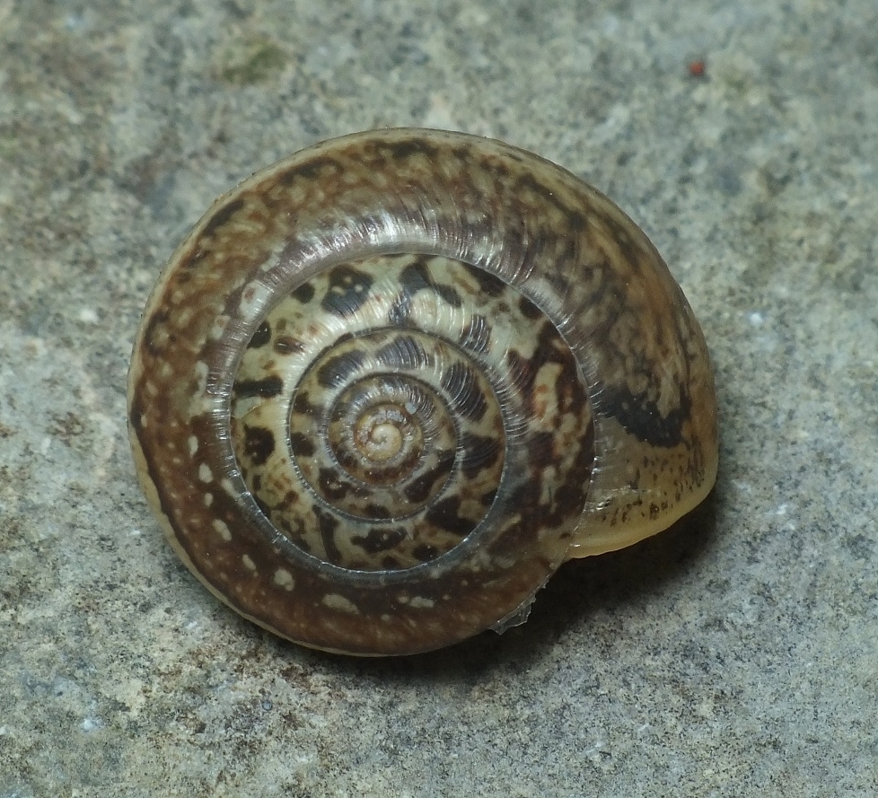 Monacha fruticola