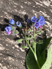 Symphytum × uplandicum