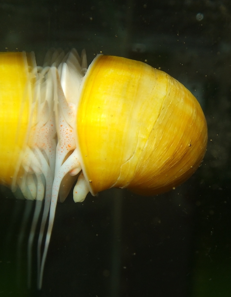 Common Apple Snail