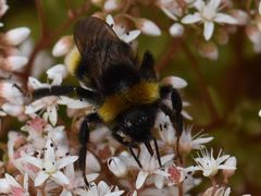 Bombus vestalis