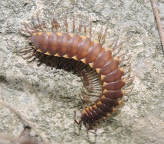 Streptogonopus phipsoni