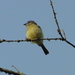 Tyrannulus - Photo (c) barloventomagico, μερικά δικαιώματα διατηρούνται (CC BY-NC-ND)