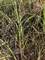Themeda
