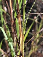 Themeda