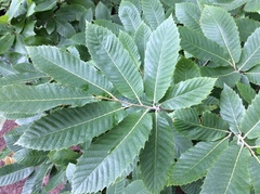 Castanea sativa
