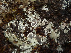 Lecanora lugubris
