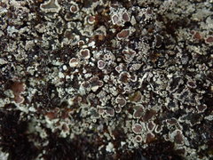 Lecanora lugubris