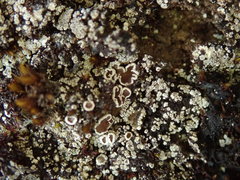 Lecanora lugubris