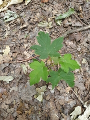 Acer pseudoplatanus