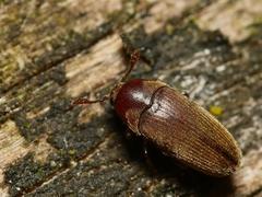 Trixagus dermestoides