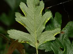 Phyllocoptes goniothorax