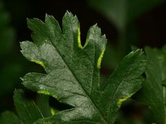 Phyllocoptes goniothorax