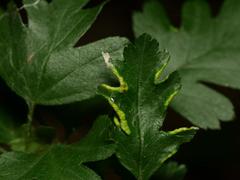 Phyllocoptes goniothorax